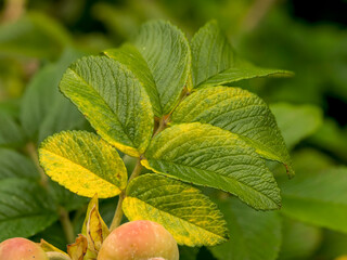 wild rose leaves with intense color and texture, with deep visible veins and serrated edges, spectacular blurred background, selective focus at close range, natural environment, dynamic element