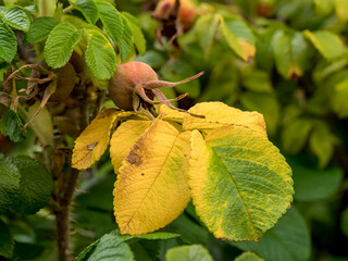 wild rose leaves with intense color and texture, with deep visible veins and serrated edges, spectacular blurred background, selective focus at close range, natural environment, dynamic element