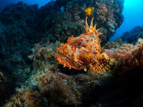 Large red scorpionfish resting on a rocky reef