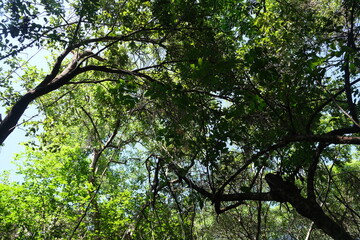 Lush Tree Canopy in Thoyondou National Botanical Garden