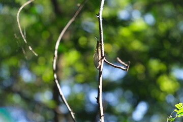 Close-Up of Cicadidae on Green Branch in Thoyondou Botanical Garden