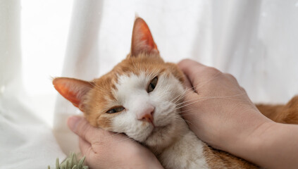 かわいい飼い猫を撫でる飼い主　茶トラ白