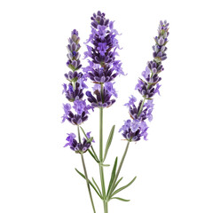 Naklejka premium Close-up of three lavender sprigs. Deep purple flower clusters, slender stems, and light green leaves