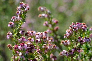 Vibrant Erica Flower Blooming in Hantam National Botanical Garden