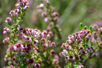 Vibrant Erica Flowers in Hantam National Botanical Garden, South Africa