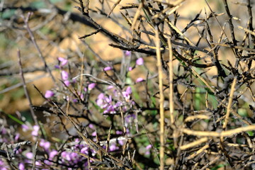 Polygala myrtifolia: Vibrant Purple Blooms in Hantam Botanical Garden