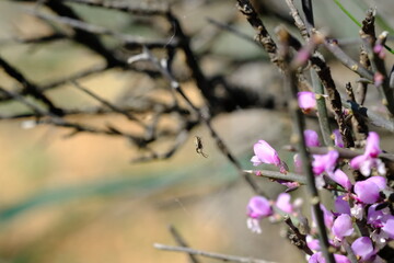 Polygala myrtifolia in Bloom at Hantam National Botanical Garden