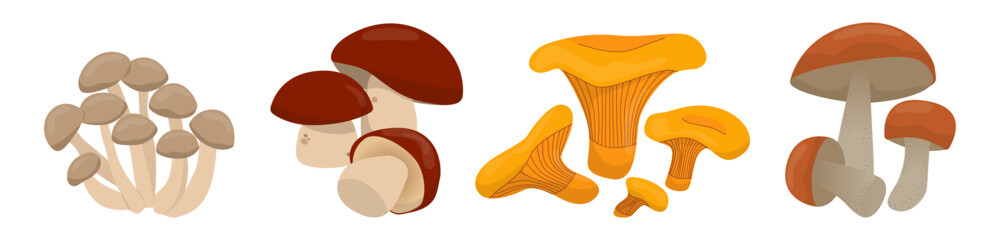 Vector illustration showcasing a variety of colorful mushroom species. The image features different types of mushrooms depicting their unique shapes and colors, suitable for educational or decorative 