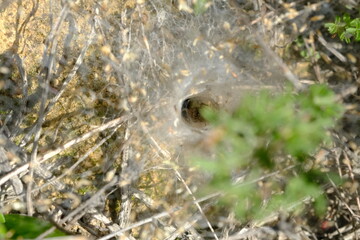 Agelenidae Spider in Hantam National Botanical Garden, South Africa