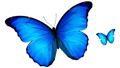 Two vibrant blue butterflies against white