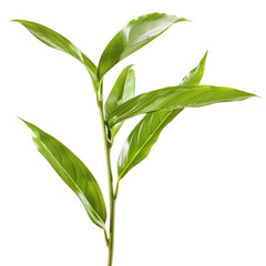 Close-up of vibrant green leaves and stem (1)