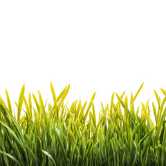 Lush view of wheatgrass tips under golden morning light, isolated on transparent background