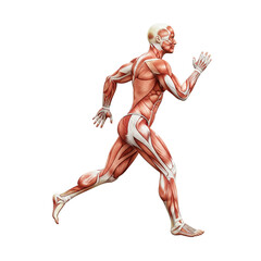 Detailed anatomical illustration of a human figure in motion showcasing muscular structure during running or athletic activity.