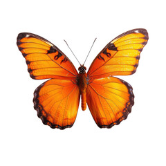 Fototapeta premium Close-up of an orange butterfly (2)
