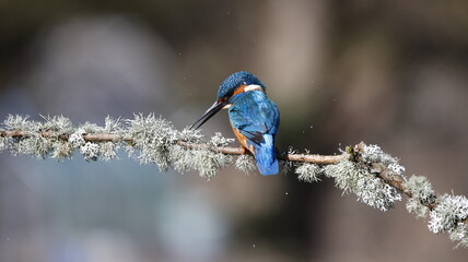 Male kingfisher on a mossy branch