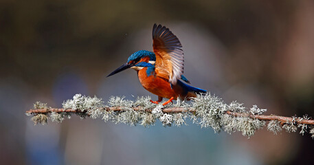 Male kingfisher on a mossy branch