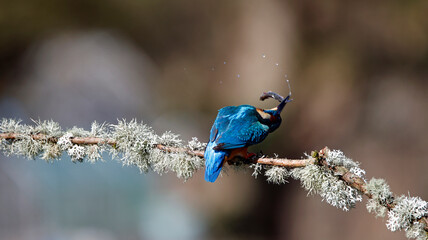 Male kingfisher on a mossy branch