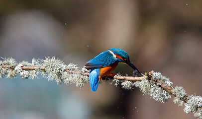 Male kingfisher on a mossy branch