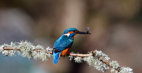 Male kingfisher on a mossy branch