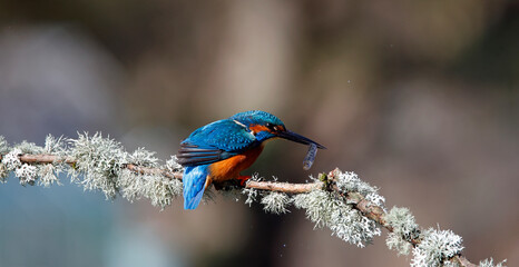 Male kingfisher on a mossy branch