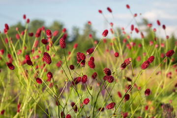 Great burnet, a medicinal garden plant with bright burgundy cones and thin stems, decorative flowers. .Red cones of great burnet (Sanguisorba officinalis) on a blurred background. 
