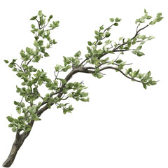 Tree Branches Leafs Top Composition on isolated transparent cutout PNG Background