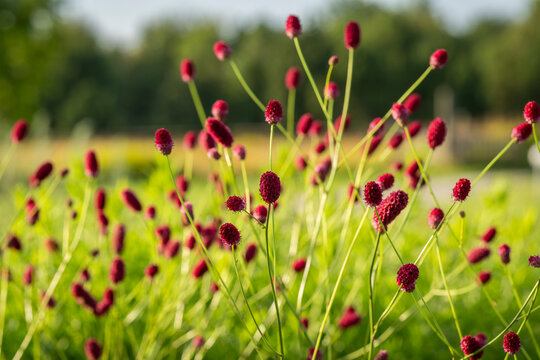Great burnet, a medicinal garden plant with bright burgundy cones and thin stems, decorative flowers. .Red cones of great burnet (Sanguisorba officinalis) on a blurred background. 