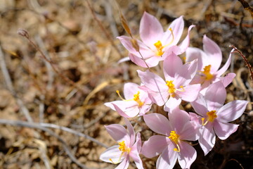Blooming Colchicum Flowers in Hantam National Botanical Garden, South Africa