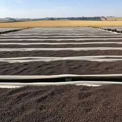 Dark roasted coffee beans evenly spread on raised mesh beds, sun-drying in open farmland during post-harvest processing stage.
