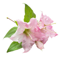 Two delicate, pale pink flowers with lush green leaves, isolated on black