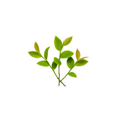 Obraz premium Isolated leaves and branches of fresh green plants on white background
