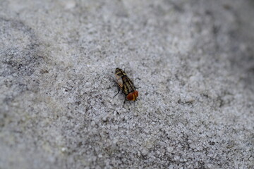 Macro Shot of Sarcophaga Fly in Harold Porter Botanical Garden