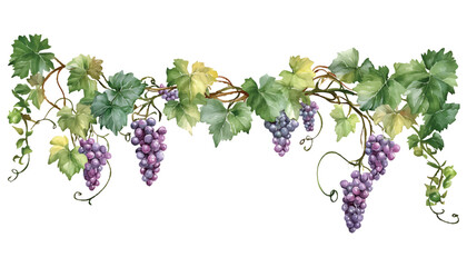 Watercolor grape leaves and branches with purple grapes border vine botanical