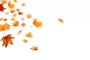 Autumn leaves falling white background