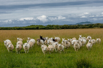 sheep in the field