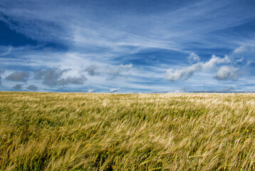 Ears of wheat in the wind