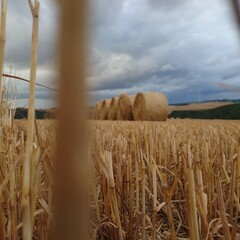 golden wheat field