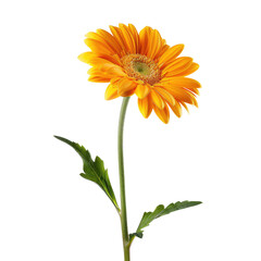 Single vibrant orange gerbera daisy, centered against a black background.  Detailed petals and stem, leaf details visible.  Realistic style