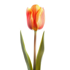 Single orange-yellow tulip, vibrant color