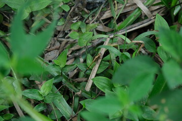 Acrididae Grasshopper on Lush Greenery in KwaZulu-Natal Garden
