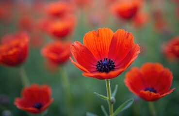 Closeup vibrant scarlet flax flowers bloom in garden bed. Red petals surround dark center. Green leaves and stems support blossoms. Nature, summer, springtime floral beauty.