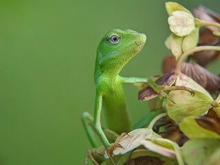 green lizard on a tree