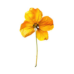 Close-up of a single, vibrant, yellow flower