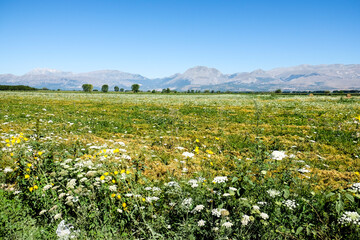 A wide shot of the expansive Fucino Plain, covered in green fields and wildflowers, stretching towards distant mountains under a clear blue sky.