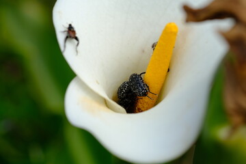 Macro Shot of Cetoniinae on Yellow Arum Lily in South Africa