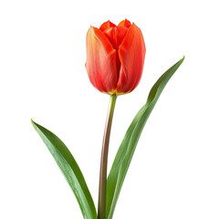 Vibrant red tulip, single stem, lush green leaves