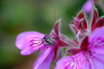 Macro Close-Up of Insect on Pink Flower in South African Botanical Garden