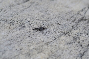 Close-up of Asilidae Insect in Harold Porter Botanical Garden