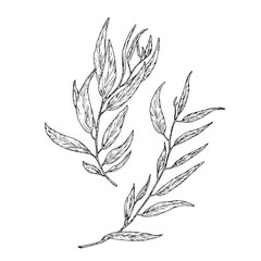 Willow branch with graceful thin leaves, set of silhouette sketches. Vector illustration. Eucalyptus branches isolated on white background. Botanical illustration. For design of cards and invitations. © Elena