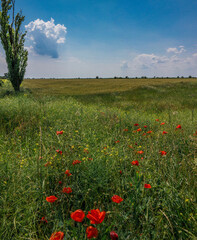 Ukraine, Kherson region, Ukrainian field. Blue sky and yellow field. Ukrainian flag. Landscape with field and road.